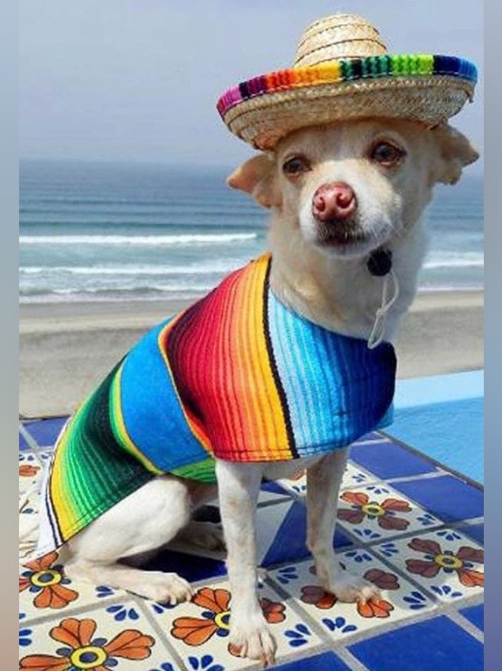 Colorful Straw Sombrero for Pets